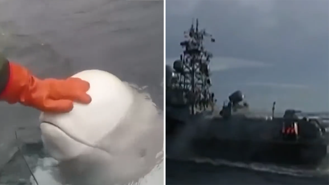 Beluga may have been trained by Russians